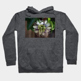 Passion Flower Hoodie